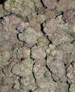 Buy Ghost Train Haze Online