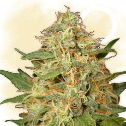 where can you buy head cheese marijuana seeds